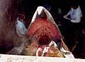 Full Scale Graboid Head