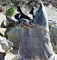 The Graboid's First Kill