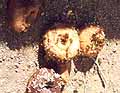 Killer Wasps On The Set